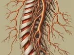 Cauda Equina Syndrome: Early Symptoms and When to Visit the Hospital