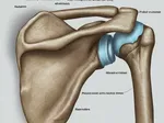 Understanding the Causes Behind SLAP Lesions: Common Culprits and Risk Factors