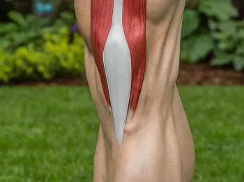 The Importance of the VMO Muscle in Knee Stability and Recovery