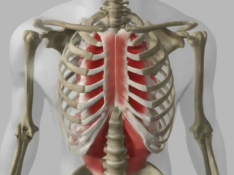 Intercostal Muscle Strain: Causes, Symptoms, and Effective Treatment
