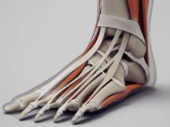The Role of Tendons and Ligaments in Foot Stability