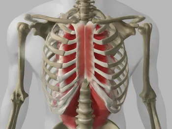 Intercostal Muscle Strain: Causes, Symptoms, and Effective Treatment