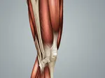 The VMO Muscle: Your Knee’s Hidden Protector